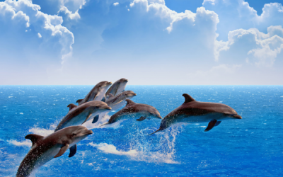 Navigating the Waves of Parenthood: The Dolphin Way