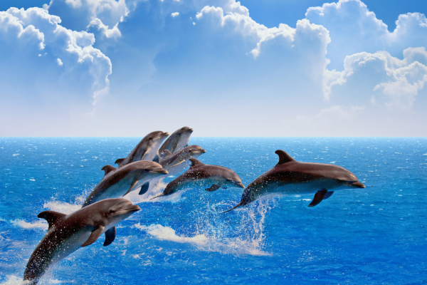 Navigating the Waves of Parenthood: The Dolphin Way